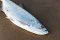 Tarpon fish, megalops atlanticus, in the beach sand caught by fishermen.