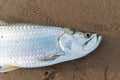 Tarpon fish, megalops atlanticus, in the beach sand caught by fishermen.