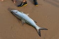 Tarpon fish, megalops atlanticus, caught by fishermen. Sea food. marine fishing Royalty Free Stock Photo