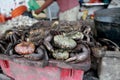 Uca crab - Ucides cordatus Royalty Free Stock Photo
