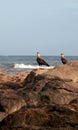 Carcara bird in salvador