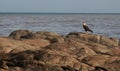 Carcara bird in salvador