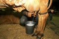 Cow milking Royalty Free Stock Photo