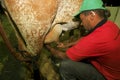 Cow milking Royalty Free Stock Photo