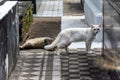 Cats are seen among the graves of Campo Santo Cemetery, in the city of Salvador, Bahia