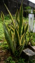 Ogum sword plant