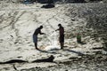 Two fishermen collecting fishing net with fish on the beach