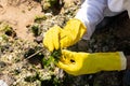 Volunteer hands cleaning oil on Rio Vermelho beach after spillage from a ship off the Brazilian coast