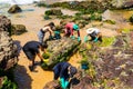 Volunteers remove black oil from the Rio Vermelho beach spilled by a ship in the Brazilian sea