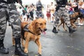 Salvador, Bahia, Brazil - September 07, 2022: Military police dogs are seen during the Brazilian independence military parade