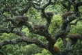 Salvadora persica tree with bird nests. Generative AI.