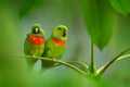 Salvadori`s Fig-parrot, Psittaculirostris salvadorii, pair of green parrots, sitting on the branch, courtship love ceremony, West Royalty Free Stock Photo