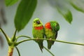 Salvadori`s fig parrot ,Psittaculirostris salvadorii, pair of green parrots sitting on tropical tree in lowland forest. Two green