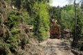 Salvage Logging Operation in Deep Forest After Storm Damage Royalty Free Stock Photo