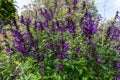 Salvia amistad flowers Royalty Free Stock Photo