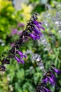 Salvia amistad flowers Royalty Free Stock Photo