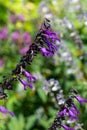 Salvia amistad flowers Royalty Free Stock Photo