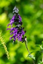 Salvia amistad flowers Royalty Free Stock Photo