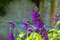 Salvia amistad, sage cultivar specie from Europe, herbaceous plant specie Royalty Free Stock Photo