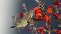 Salvia Anthers Depositing Pollen on a Hummingbird`s Crown