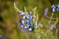Salvia azurea Royalty Free Stock Photo