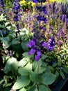 Salvia `Balsalmisp`, Salvia Mystic Spires Blue