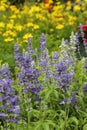 Salvia Blue blooming in the garden