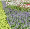 Salvia and Cleome Spinosa or Spiny Spider Flowers