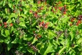 Salvia coccinea blooms with red flowers in July. Potsdam, Germany