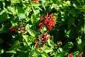 Salvia coccinea blooms with red flowers in July. Potsdam, Germany