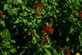 Salvia coccinea blooms with red flowers in July. Potsdam, Germany