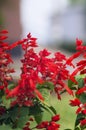 Salvia coccinea