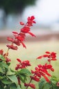 Salvia coccinea