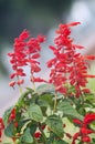 Salvia coccinea Royalty Free Stock Photo