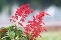 Salvia coccinea