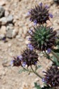 Salvia Columbariae Bloom - Pinto Basin Desert - 032422