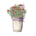 Salvia and cowberry in a bucket