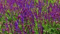 Salvia croak in the wind against the sky