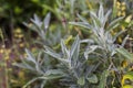 Salvia divinorum , sage of the diviners, ska mar a pastora, seer`s sage, yerba de la pastora, just salvia