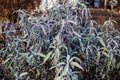 Salvia divinorum , sage of the diviners, ska mar a pastora, seer's sage, yerba de la pastora,