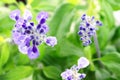 Salvia Farinacea Royalty Free Stock Photo