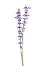 Salvia farinacea, Blue salvia, Mealy cup sage or Mealy sage flowers blooming, isolated on white background