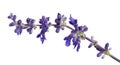 Salvia farinacea, Blue salvia, Mealy cup sage or Mealy sage flowers blooming with leaves, isolated on white background