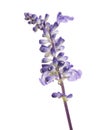 Salvia farinacea, Blue salvia, Mealy cup sage or Mealy sage flowers blooming with leaves Royalty Free Stock Photo