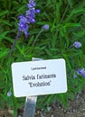 Salvia farinacea Evolution