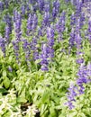 Salvia farinacea & x28;Fairy queen& x29; flower is blooming Royalty Free Stock Photo