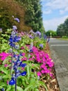 Salvia farinacea \'Victoria Blue\' is great for summer bedding displays and mixing in a perennial border. Royalty Free Stock Photo