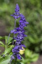 Salvia farinacea mealycup sage beautiful purple blue flowers in bllom, mealy sages flowering plants in the garden Royalty Free Stock Photo