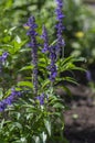 Salvia farinacea mealycup sage beautiful purple blue flowers in bllom, mealy sages flowering plants in the garden Royalty Free Stock Photo