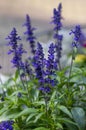 Salvia farinacea mealycup sage beautiful purple blue flowers in bllom, mealy sages flowering plants in the garden Royalty Free Stock Photo